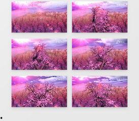 桃花视频素材,桃花视频素材精选回顾