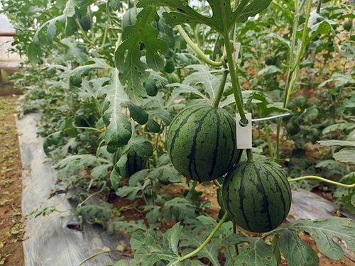 五一吃瓜网今日吃瓜在线,今日吃瓜在线，揭秘娱乐圈最新热点