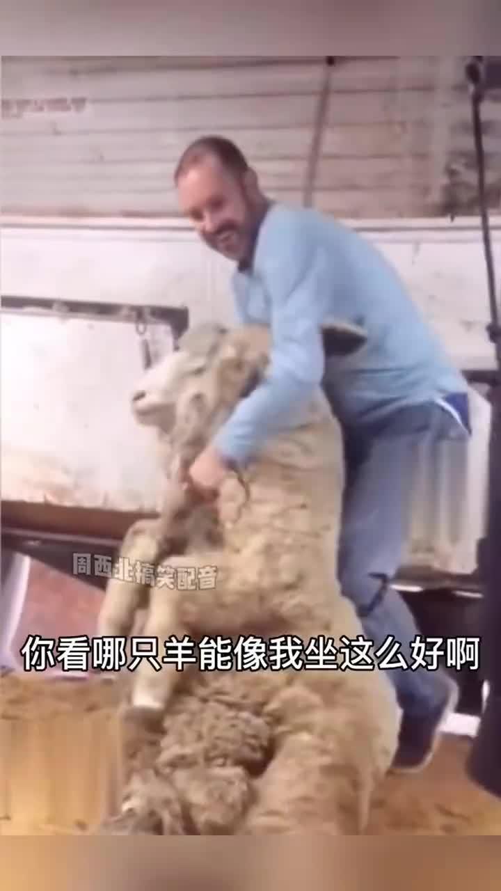 羊配羊视频,一场跨越物种的浪漫邂逅