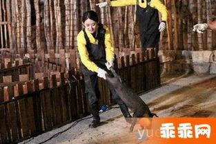 抓猪视频,一场抓猪视频引发的视觉盛宴