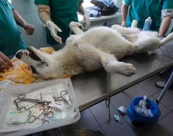 兽医视频,揭秘宠物健康护理的奥秘