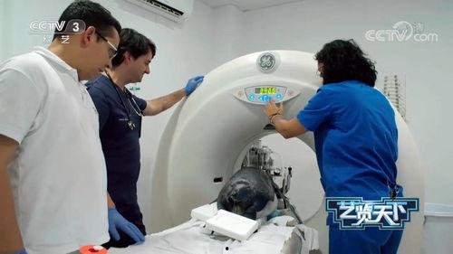 兽医视频,揭秘宠物健康护理的奥秘