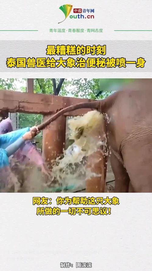 兽医视频,揭秘宠物健康护理的奥秘