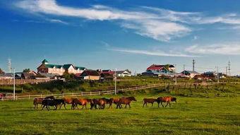 呼伦贝尔视频,壮美风光与民族风情之旅