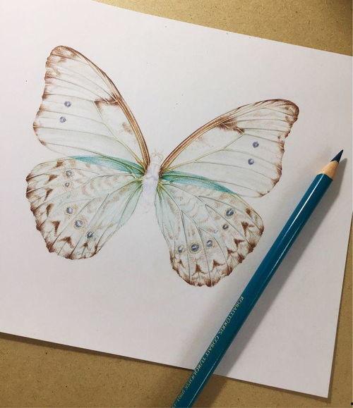 画蝴蝶的视频,跟随视频探索蝴蝶之美