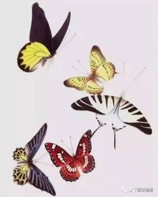 画蝴蝶的视频,跟随视频探索蝴蝶之美