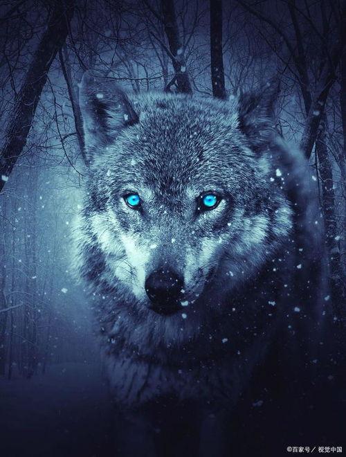 狼王视频,揭秘草原霸主的生活传奇