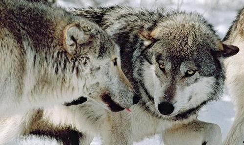 狼王视频,揭秘草原霸主的生活传奇