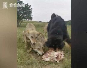 狼王视频,揭秘草原霸主的生活传奇