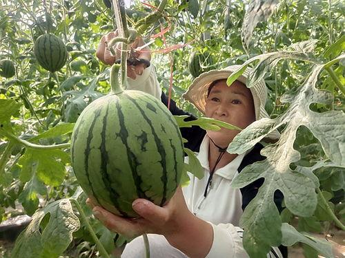 寒亭区小吊瓜今日行情,丰收喜讯，价格稳中有升”