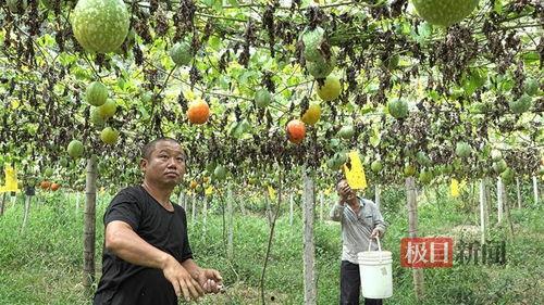 寒亭区小吊瓜今日行情,丰收喜讯，价格稳中有升”