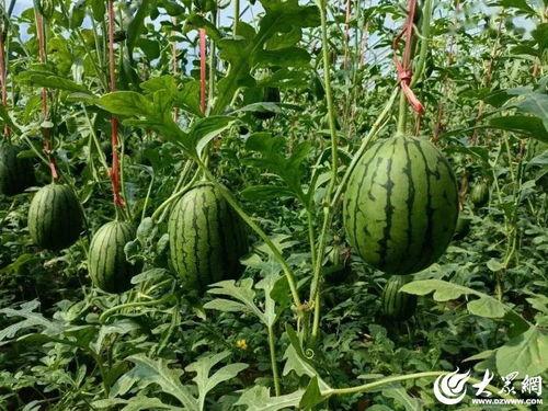 寒亭区小吊瓜今日行情,丰收喜讯，价格稳中有升”