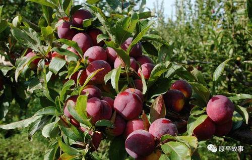 吃李子视频,一场视觉与味蕾的双重盛宴