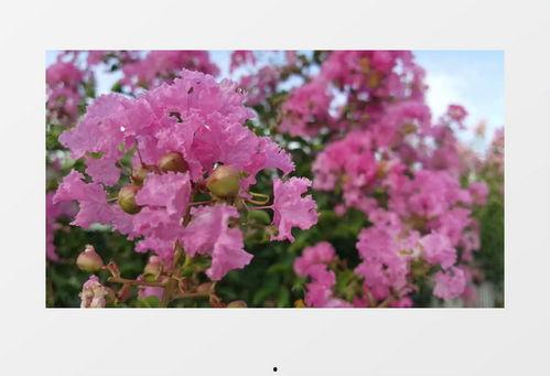 花视频,捕捉瞬间之美，感受生命律动