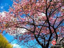 樱花浪漫舞蹈视频,樱花浪漫舞蹈视频赏析