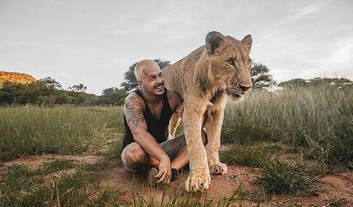 玩狮子视频,狂野草原上的王者之战