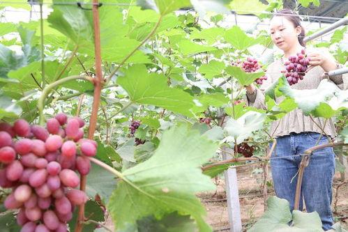 摘葡萄视频,揭秘摘葡萄的趣味瞬间