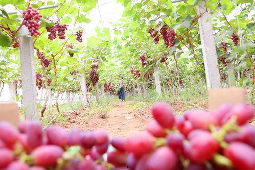 摘葡萄视频,揭秘摘葡萄的趣味瞬间