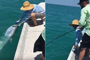 外国钓鱼视频,一场视觉盛宴与智慧较量