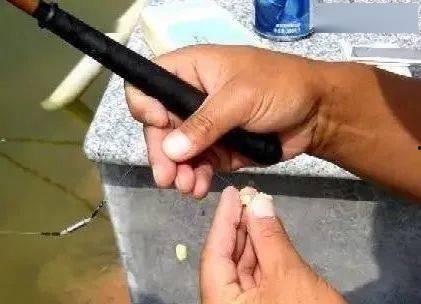 搓饵视频,跟随视频学习高效钓鱼饵料制作