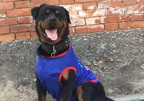 罗威纳犬视频,勇敢守护者的英勇瞬间