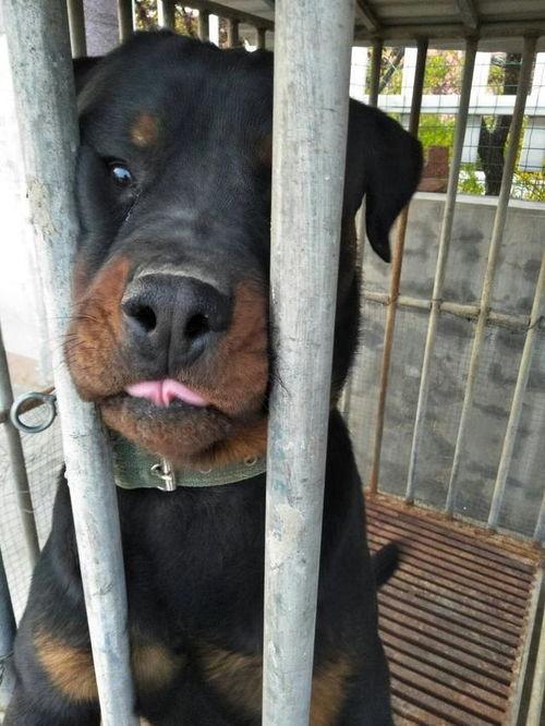 罗威纳犬视频,勇敢守护者的英勇瞬间