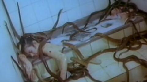 真蛇视频,视频中的惊悚瞬间与生存智慧