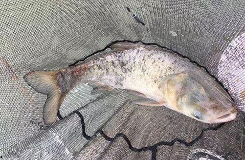 钓鲢鳙技巧视频,钓鲢鳙高手技巧全解析