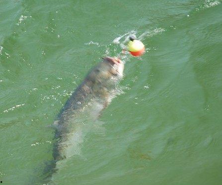 钓鲢鳙技巧视频,钓鲢鳙高手技巧全解析