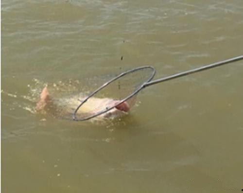 钓鲢鳙技巧视频,钓鲢鳙高手技巧全解析