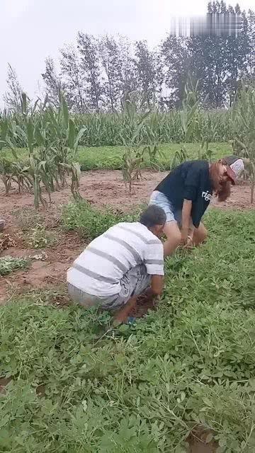 拔花生视频,视频揭秘拔花生全过程