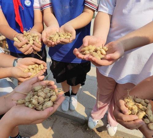 拔花生视频,视频揭秘拔花生全过程