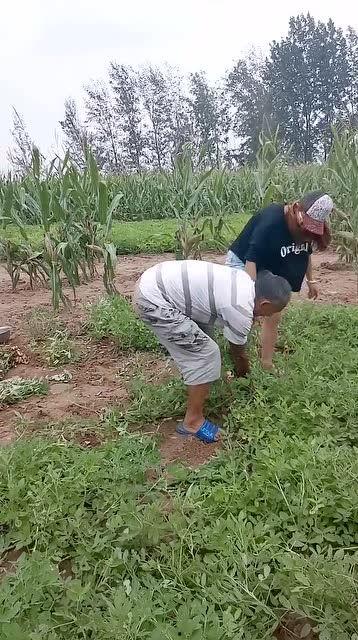 拔花生视频,视频揭秘拔花生全过程