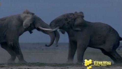 狗打架视频大全,盘点全网热门打架视频集锦