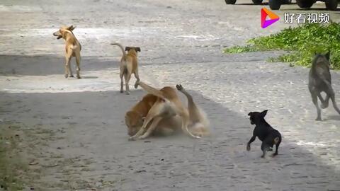 狗打架视频大全,盘点全网热门打架视频集锦
