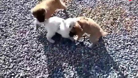 狗打架视频大全,盘点全网热门打架视频集锦