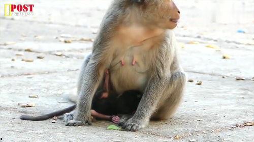 小猴子喝奶视频,小猴子喝奶温馨瞬间