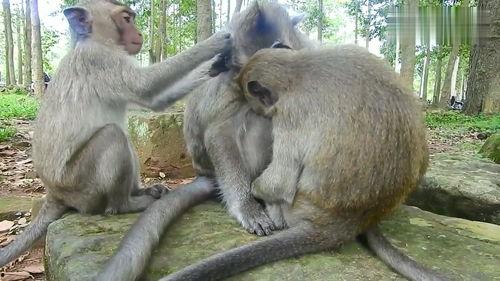 小猴子喝奶视频,小猴子喝奶温馨瞬间