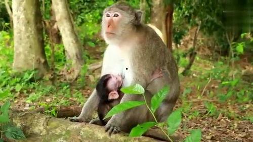 小猴子喝奶视频,小猴子喝奶温馨瞬间
