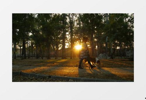 清晨视频,清晨视频精彩回顾