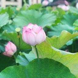 污动漫视频,内容解析与影响探讨