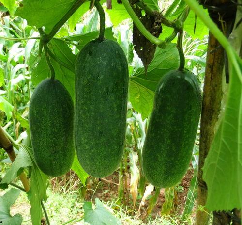 种瓜得瓜今日吃瓜,探寻瓜果背后的故事与智慧