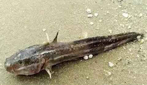 鲶鱼视频,揭秘网络短视频的崛起与影响