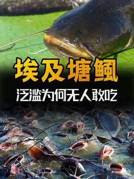 鲶鱼视频,揭秘网络短视频的崛起与影响