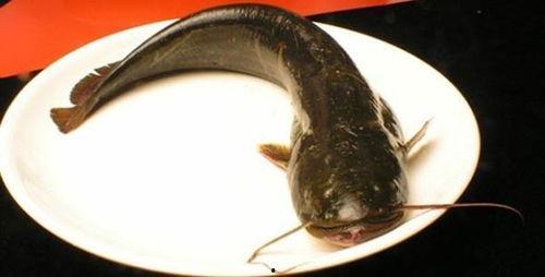 鲶鱼视频,揭秘网络短视频的崛起与影响