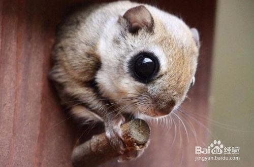 小飞鼠视频,小飞鼠的奇幻冒险之旅