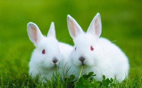 宠物兔子视频,欢快跳跃的温馨瞬间