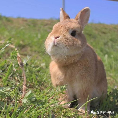 宠物兔子视频,欢快跳跃的温馨瞬间