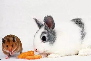 宠物兔子视频,欢快跳跃的温馨瞬间