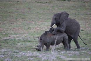 犀牛配种成功的视频,成功配种视频见证生命奇迹